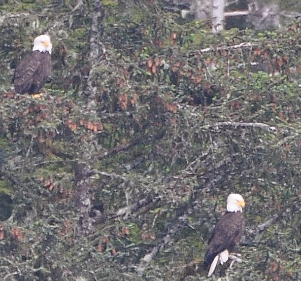eagles in tree